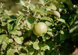 Pommes de Normandie
