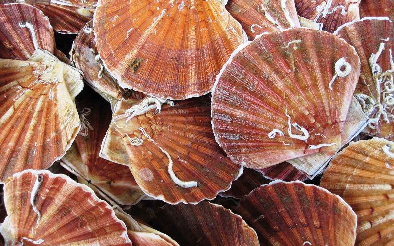 Gros plan sur des coquilles St Jacques