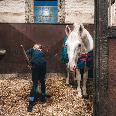 Expérience Soigneur d'un jour au Haras du Pin - © T. Verneuil