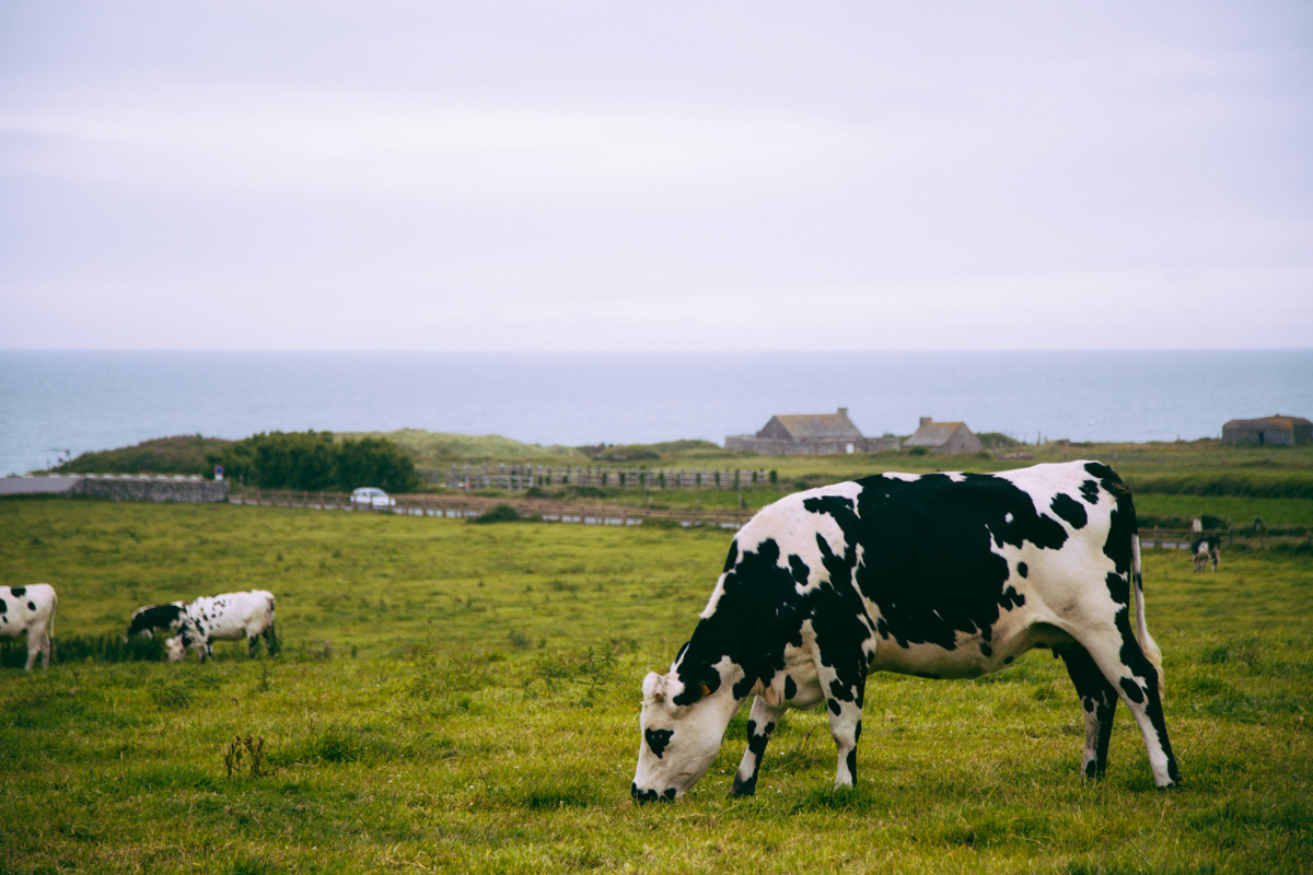 mucca, Anse de Vauville, Cap de la Hague - Cotentin